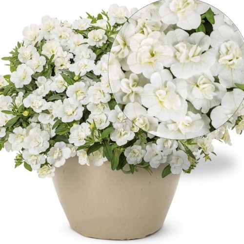 Calibrachoa 'Aloha Double White' - Puispetuunia 'Aloha Double White'